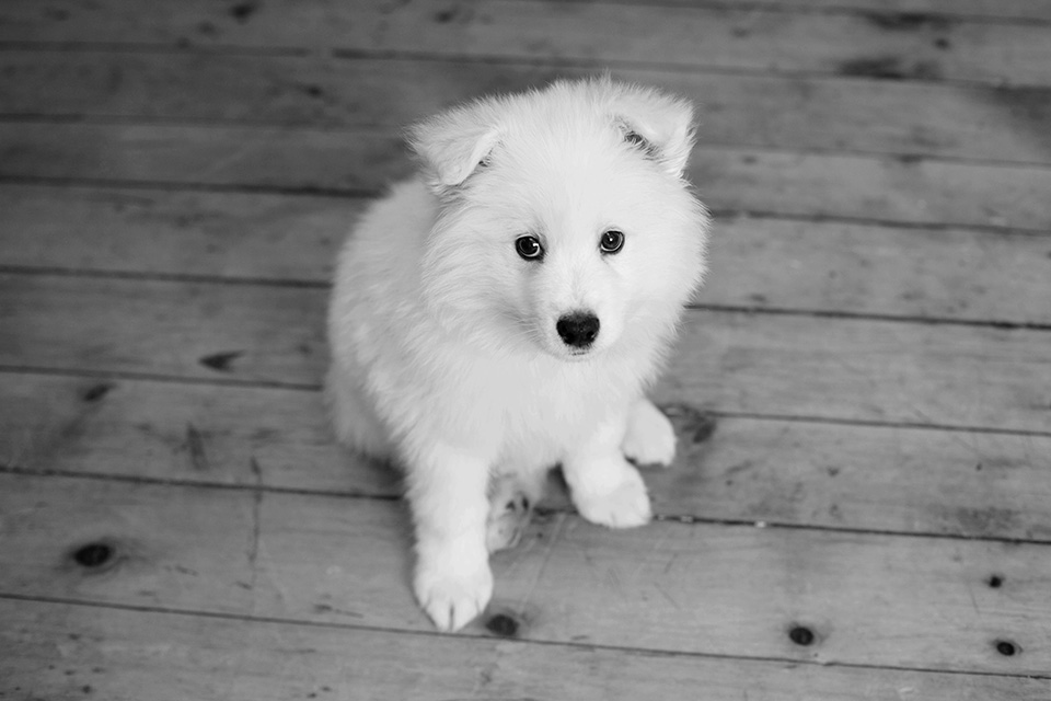 Samoyed puppy newborn photo session, Rochester NY pet photographer, Mischief and Laughs