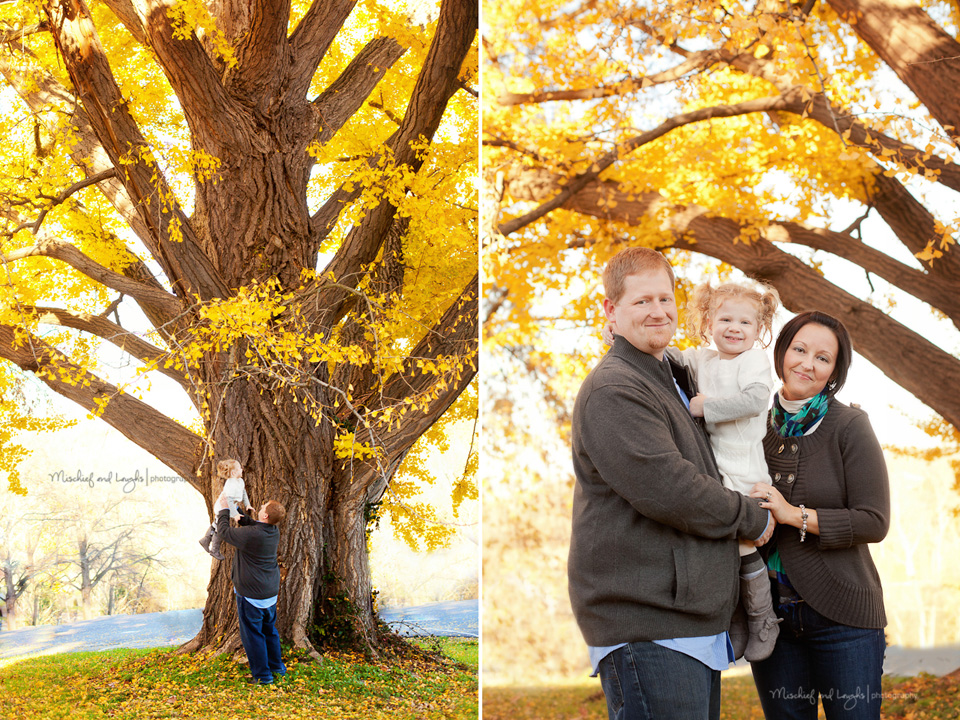 bright yellow leaves on a huge tree for fall pictures