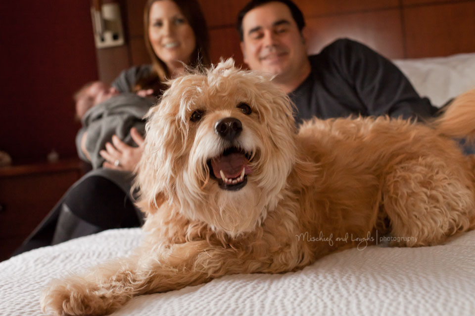 happy goldendoodle and newborn baby with family