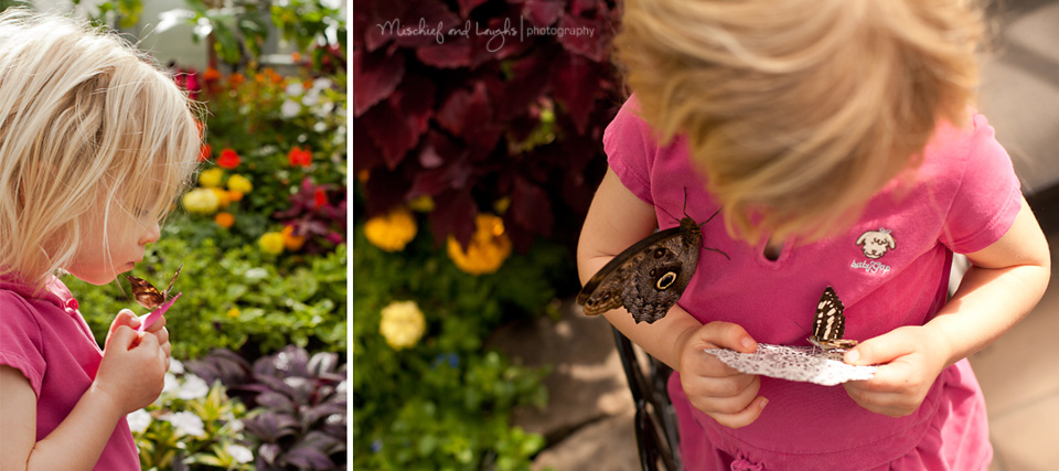 butterfly show