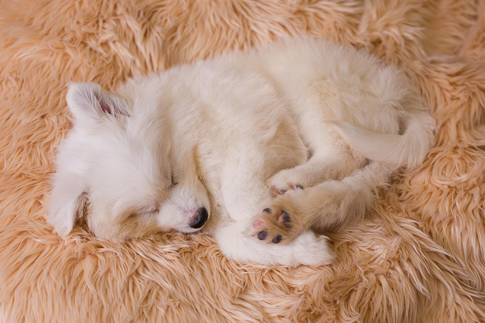 Samoyed puppy newborn photo session, Rochester NY pet photographer, Mischief and Laughs
