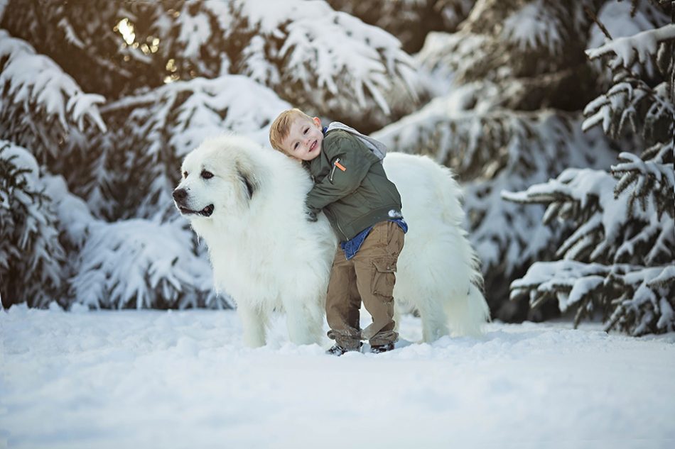 Dog portrait photographer in Cincinnati, Snow Photo Session with dog